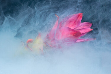 Fotografie getiteld "Ephemeral Flowers #7" door Sara Gentilini, Origineel Kunstwerk, Digitale fotografie
