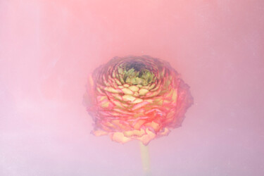 Photography titled "Ephemeral Flowers #…" by Sara Gentilini, Original Artwork, Digital Photography