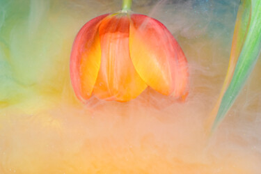 摄影 标题为“Ephemeral Flowers #…” 由Sara Gentilini, 原创艺术品, 数码摄影