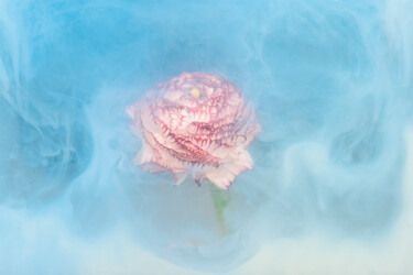 Фотография под названием "Ephemeral Flowers #…" - Sara Gentilini, Подлинное произведение искусства, Цифровая фотография
