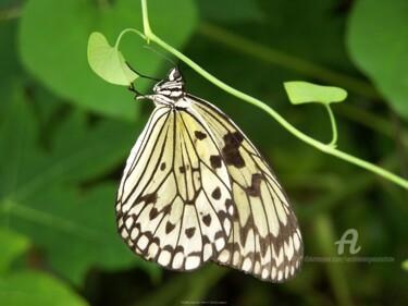Fotografia intitulada "Papillon suspendu" por Sarah Leseigneur, Obras de arte originais, Fotografia digital