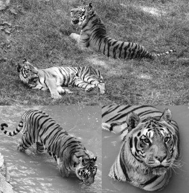 Fotografia intitolato "Panthera tigris" da Sarah Leseigneur, Opera d'arte originale, Fotografia digitale