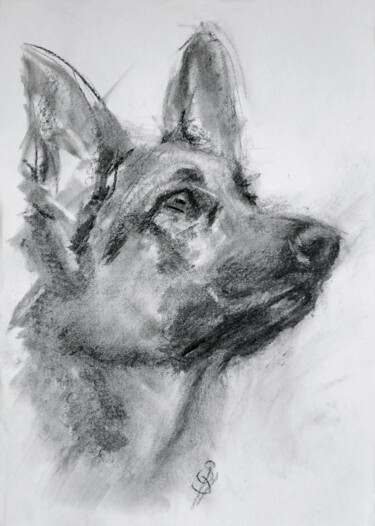 Dessin intitulée "German Shepherd Dog" par Sbboursot, Œuvre d'art originale, Fusain