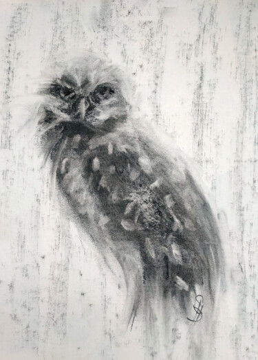 Desenho intitulada "Burrowing Owl" por Sbboursot, Obras de arte originais, Carvão