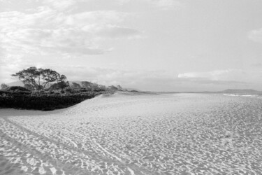 Fotografía titulada "Beach and trees - C…" por Scott Gregory Banner, Obra de arte original, Fotografía analógica