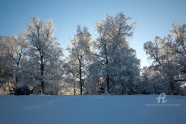 Fotografia intitolato "Snow covered trees…" da Scott Gregory Banner, Opera d'arte originale, Fotografia digitale