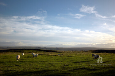 Φωτογραφία με τίτλο "Sheep grazing - Onc…" από Scott Gregory Banner, Αυθεντικά έργα τέχνης, Ψηφιακή φωτογραφία