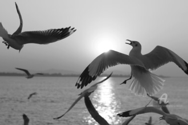 "Seagulls feeding -…" başlıklı Fotoğraf Scott Gregory Banner tarafından, Orijinal sanat, Dijital Fotoğrafçılık