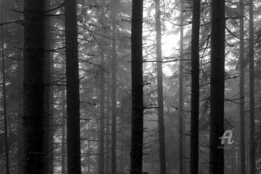 Fotografia intitulada "Pine forest - Ginzl…" por Scott Gregory Banner, Obras de arte originais, Fotografia digital