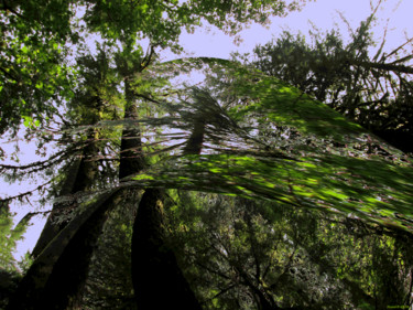 Arts numériques intitulée "Mystic Forest 20" par Kenneth Grzesik, Œuvre d'art originale