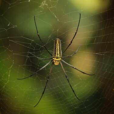 Fotografie getiteld "Gaint Golden Spider" door Selna Thomas, Origineel Kunstwerk, Digitale fotografie