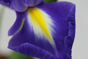 "iris flower 3" başlıklı Fotoğraf Sergei Kozachenko tarafından, Orijinal sanat, Dijital Fotoğrafçılık