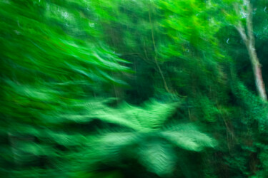 Photography titled "Floresta 7" by Sergio Assis, Original Artwork, Non Manipulated Photography