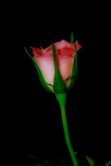 Photography titled "Rose l" by Sergio Assis, Original Artwork, Non Manipulated Photography