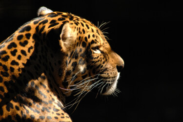 Fotografia intitulada "Jaguar lv" por Sergio Assis, Obras de arte originais, Fotografia Não Manipulada