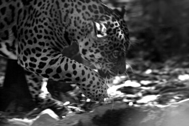 Photographie intitulée "Jaguar lll" par Sergio Assis, Œuvre d'art originale, Photographie non manipulée