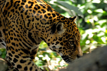 Photographie intitulée "Jaguar ll" par Sergio Assis, Œuvre d'art originale, Photographie non manipulée