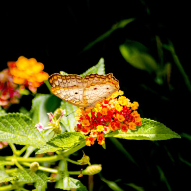 Photographie intitulée "Spread your Wings 9" par Sergio Benetti, Œuvre d'art originale, Photographie numérique