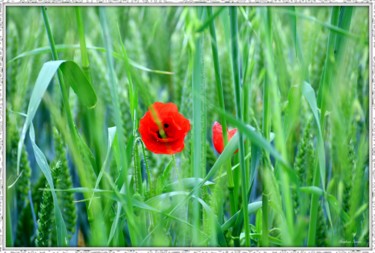 Photography titled "Blés Coquelicot" by Stephan Serris, Original Artwork, Digital Photography