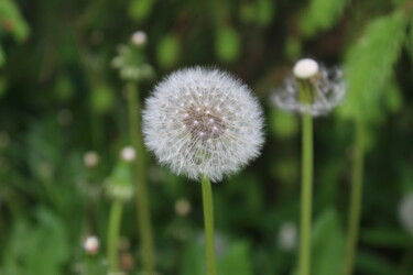 Fotografia zatytułowany „Dandelions” autorstwa Shaina Schapiro, Oryginalna praca, Fotografia cyfrowa