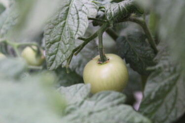 Fotografia zatytułowany „Growing Tomatoes” autorstwa Shaina Schapiro, Oryginalna praca, Fotografia cyfrowa