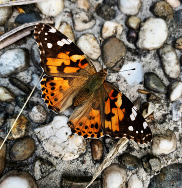 Fotografie mit dem Titel "Butterfly" von Shiro Lilium Art, Original-Kunstwerk, Digitale Fotografie