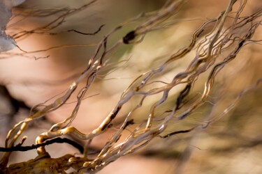 Photographie intitulée "In the root kingdom" par Sigita Rusina(Lapina), Œuvre d'art originale, Photographie non manipulée