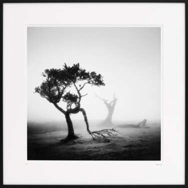 Fotografia intitolato "Ancient Laurel Clou…" da Gerald Berghammer, Opera d'arte originale, Fotografia digitale Montato su Ca…