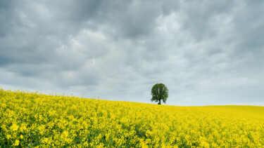 Arts numériques intitulée "Tree in yellow rape…" par Gerald Berghammer, Œuvre d'art originale, Photographie numérique