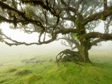 Fotografía titulada "Laurel Forest Study…" por Gerald Berghammer, Obra de arte original, Fotografía digital