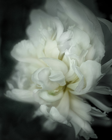 Digital Arts titled "Peony" by Silvija Treice, Original Artwork, Photo Montage