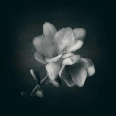 Photography titled "Freesia1" by Silvija Treice, Original Artwork, Manipulated Photography