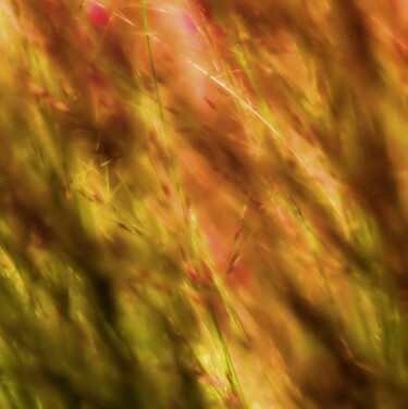 Photography titled "Waving reeds I" by Sjaak Tool, Original Artwork, Digital Photography Mounted on Aluminium