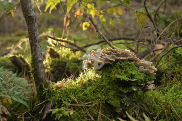 Фотография под названием "Forest floor" - Slydesign, Подлинное произведение искусства, Цифровая фотография