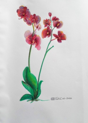 Desenho intitulada "L'orchidée" por Valérie La Clarté, Obras de arte originais, Lápis