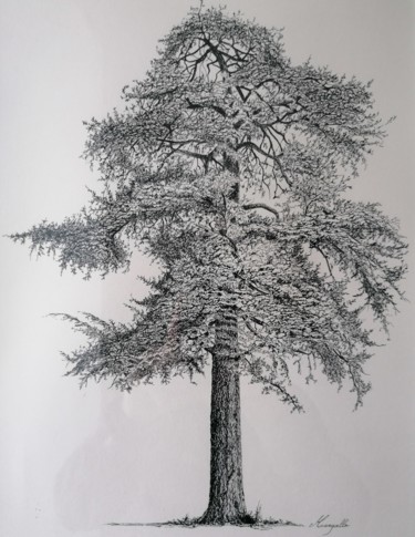 Drawing titled "Arbre - Cèdre" by Luis Margallo, Original Artwork, Ink