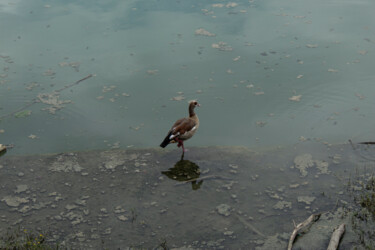 Фотография под названием "Bird" - Stefano Bellanova, Подлинное произведение искусства, Цифровая фотография