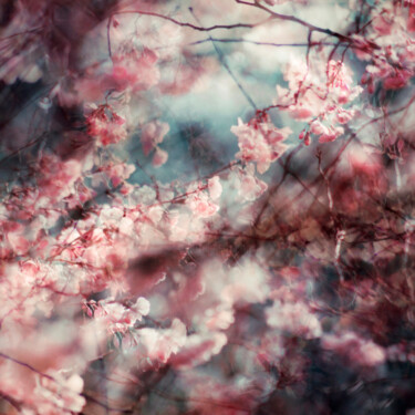 Fotografia zatytułowany „Blossom 01” autorstwa Stephanie Jung, Oryginalna praca, Manipulowana fotografia