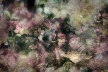 Fotografia intitulada "Flower VII" por Stephanie Jung, Obras de arte originais, Fotografia digital