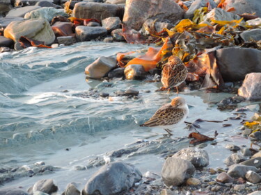 Photographie intitulée "Gaspesie #1" par Stéphanie Roussel, Œuvre d'art originale, Photographie non manipulée