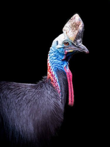 Photography titled "L'oiseau casqué" by Steven Dartois, Original Artwork, Digital Photography