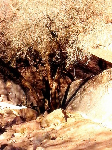 Photography titled "Desert-tree.jpg" by Suleiman, Original Artwork