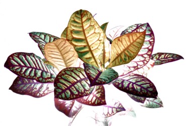 Фотография под названием "Heavenly plants Nº05" - Sumit Ratta, Подлинное произведение искусства, Цифровая фотография
