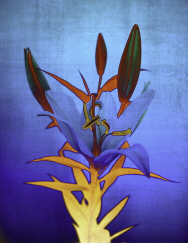 Fotografie mit dem Titel "Blue flame lily" von Sumit Ratta, Original-Kunstwerk, Manipulierte Fotografie