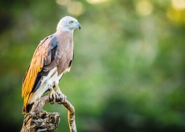 Fotografia intitulada "A Hawk's Tale" por Sumudu Soysa, Obras de arte originais, Fotografia digital