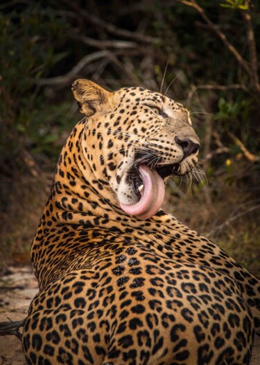 "Afternoon Delight" başlıklı Fotoğraf Sumudu Soysa tarafından, Orijinal sanat, Dijital Fotoğrafçılık