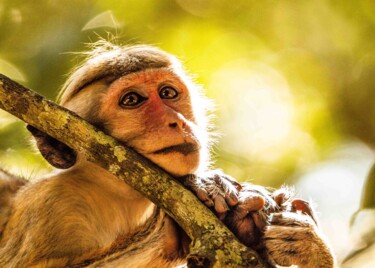 Photographie intitulée "Immersed in Thought" par Sumudu Soysa, Œuvre d'art originale, Photographie numérique