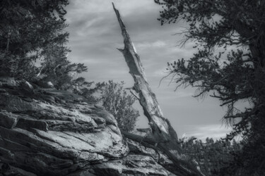 Photographie intitulée "Old Soldier - Dialo…" par Susanna Patras, Œuvre d'art originale, Photographie numérique