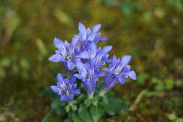 Φωτογραφία με τίτλο "The flower bouquet…" από Svalvald Photo, Αυθεντικά έργα τέχνης, Ψηφιακή φωτογραφία