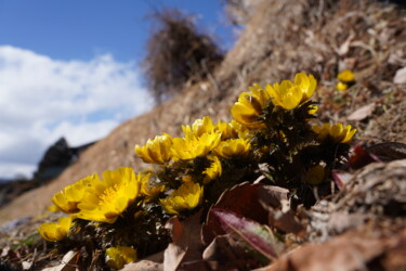 Фотография под названием "Fukujusou bloom in…" - Svalvald Photo, Подлинное произведение искусства, Цифровая фотография